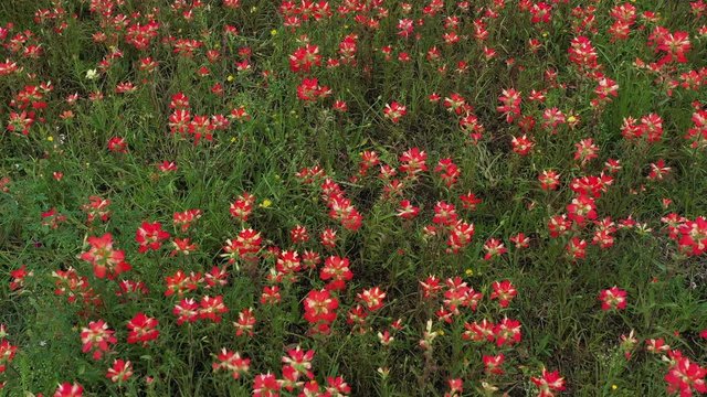 Orange and Yellow Wildflowers and a Log Cabin, Bryan, Texas, USA