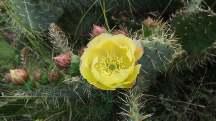 fleur jeune de figue de barbarie