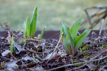 Fresh green sprouts of the tulips make their way out of the ground in the spring. Seasonal awakening. Close up. Selective focus.