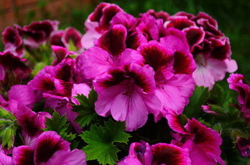 blooming of beautiful geranium varios colors