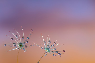 Nature in detail, dandelion flower seed close up with dewdrops with a cloudy sky as background with copy space