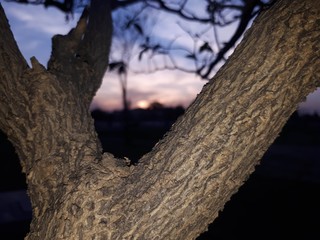 Fototapeta premium Twilight in the trunk