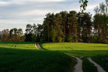 Fototapeta na wymiar Spring landscape. A green field with stripes of light and shadow, a bend in a country road, a small pine forest and a bright blue sky with white clouds.