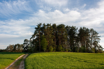 Spring landscape. Green field, country road, small pine forest and bright blue sky with white clouds..