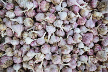 Lots of fresh young garlic. The background is made of garlic. Young fresh garlic. 