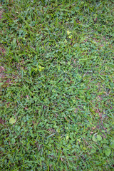 Detailed texture of a green grass surface.