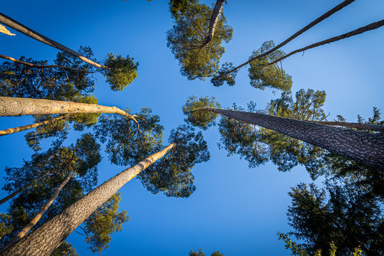 Trees with straight trunks and crowns against the blue sky. View from bottom to top.