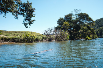 Crocodile swimming in a creek surrounded by mangroves