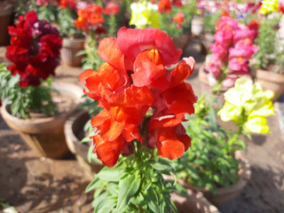 Beautiful garden flowers at sunny day, Snapdragon flowers blooming in garden, Colorful Snapdragons