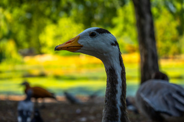Duck on St James Park in London, UK