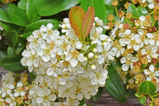 Dans la haie : grappe de fleurs de pyracantha.