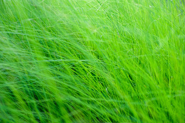 Undergrowth, Thick growth of grass, weeds. A mass of reeds, grasses.