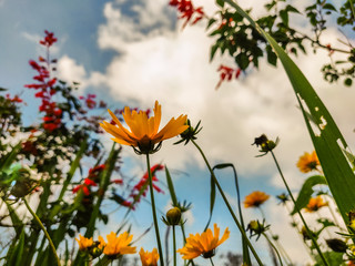 flowers and butterflies