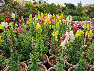 Fototapeta na wymiar Beautiful garden flowers at sunny day, Snapdragon flowers blooming in garden, Colorful Snapdragons