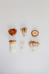 A variety of wild mushrooms on a pastel white background in a flat lay composition