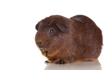 Guinea pig agouti short-haired breed on white isolated background