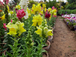 Fototapeta na wymiar Beautiful garden flowers at sunny day, Snapdragon flowers blooming in garden, Colorful Snapdragons