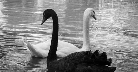 black and white swan couple 