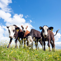 four calves stand in grassy meadow with yellow flowers under blue sky