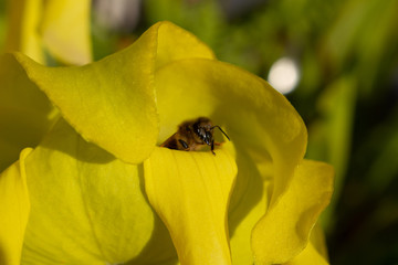 Close up of a bee crawling out of the flower of a yellow pitcher plant, Sarracenia flava or Gelbe Schlauchpflanze
