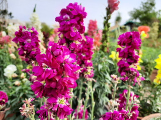 Beautiful garden flowers at sunny day, Snapdragon flowers blooming in garden, Colorful Snapdragons