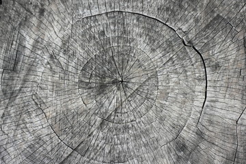 Radial cut of an old gray tree