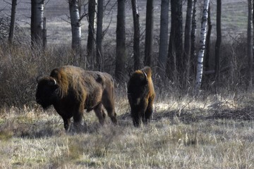 żubry © ARTUR