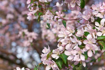 many pink flowers of a blossoming apple tree