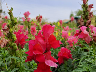 Beautiful garden flowers at sunny day, Snapdragon flowers blooming in garden, Colorful Snapdragons