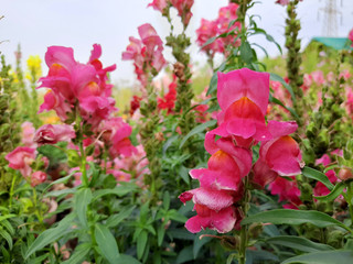 Beautiful garden flowers at sunny day, Snapdragon flowers blooming in garden, Colorful Snapdragons