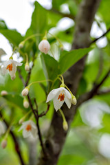 Japanese snowbell (Styrax japonica) in full blooming in Japan