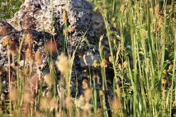 gras in einer wiese mit einem, felsbrocken im hintergrund