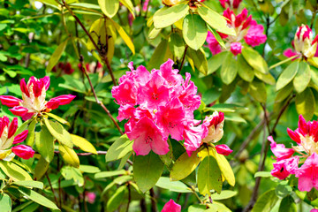 Red flowers of rhododendron in Japan