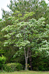 Chionanthus retusus in full blooming in Japan
