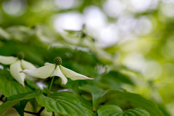 Kousa Dogwood (Benthamidia japonica
syn. Cornus kousa) in full blooming in Japan