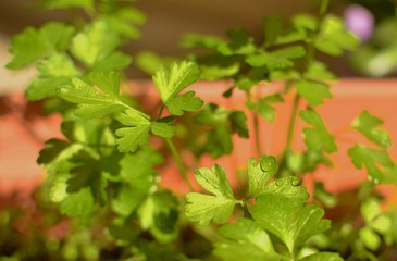 Green fresh parsley under the sun with drops of water. There is a selective focus.