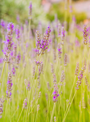 Lavender blooming in a summer time, selective focus
