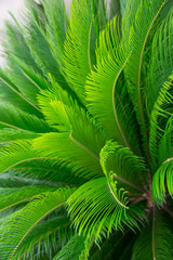 Sago palm leaves