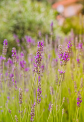 Garden with the flourishing lavender