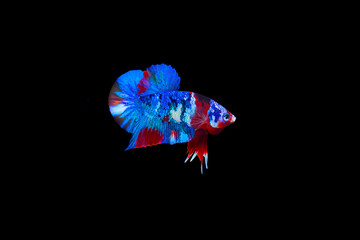 Beautiful fighting fish with colorful variety, similar to a galaxy in a fish jar.