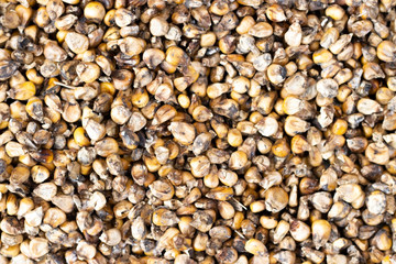 dried corn seeds top view, for background