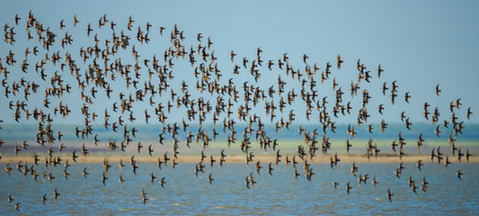 A large flock of sandpipers flies in front of the surface of the lake and blue sky. Sandpipers,...