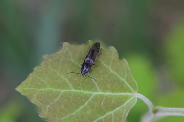 Bockkäfer oder Schnellkäfer?