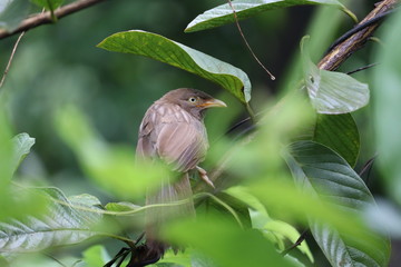 robin on a branch