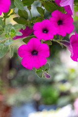 Spring outdoor dense colored morning glory，Pharbitis nil (L.) Choisy
