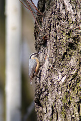 
Nuthatch bird in the spring