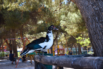 Domestic Muscovy duck (Cairina moschata domestica) on a fence