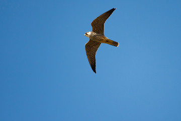 Peregrine Falcon, wildlife bird (Falco peregrinus)