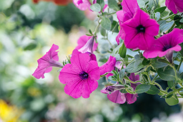 Spring outdoor dense colored morning glory，Pharbitis nil (L.) Choisy