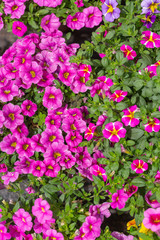 Fototapeta premium Spring outdoor dense colored morning glory，Pharbitis nil (L.) Choisy